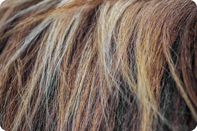 탈모 관리 피나스테리드 Finasteride 1mg 에프시아 후기 사쿠라허브에서 직구